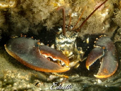 Awesome common lobster survived the nets by Eduard Bello 
